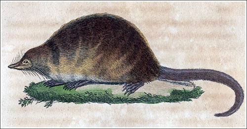 El desmán de Buffon en color_redu_DEFI_500