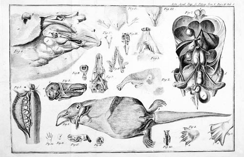 El desmán de Pallas 02_1781_Sorex moschatus_500_BN