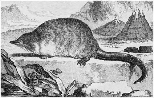 El desmán en BN_MEJOR_redu_500