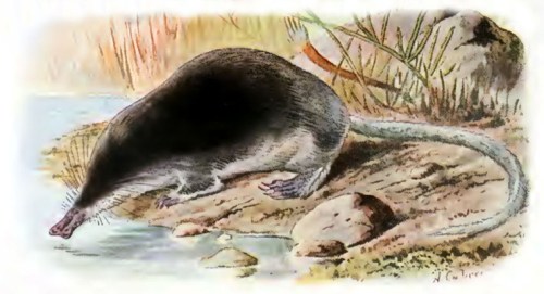 Fauna ibérica; mamíferos