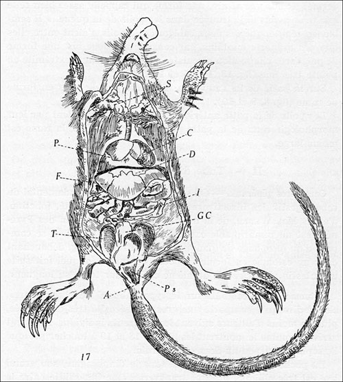 Galemys pyrenaicus desman de los Pirineos Pyrenees Puissegur 500
