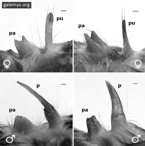 Galemys pyrenaicus desman de los Pirineos Pyrenees sexado sexual identification lateral
