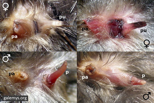 Galemys pyrenaicus desman de los Pirineos Pyrenees sexado sexual identification ventral 500