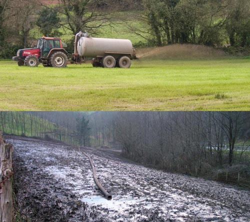 Galemys pyrenaicus endocrine disruption threat pressure menace desman de los Pirineos Pyrenees 500