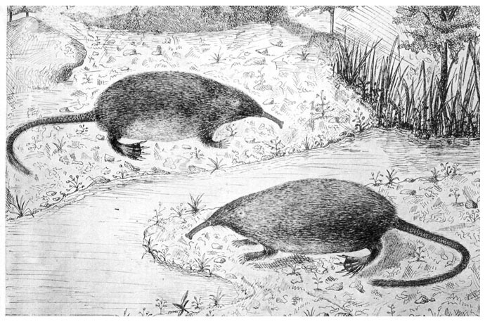 Galemys pyrenaicus Mygale pyrenaica desman de los Pirineos Graells 500