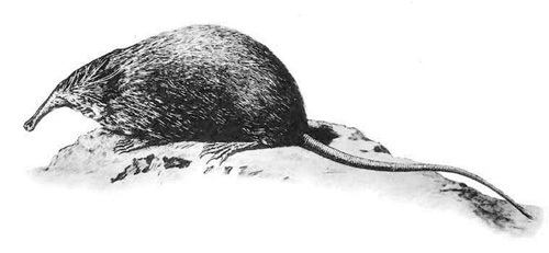 Galemys pyrenaicus Myogalea pyrenaica desman Pirineos Pyrenees Eugene Trutat 500