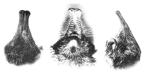 Galemys pyrenaicus Myogalea pyrenaica desman Pirineos Pyrenees Eugene Trutat heads 500