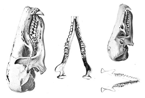Galemys pyrenaicus Myogalea pyrenaica desman Pirineos Pyrenees Eugene Trutat skulls 500