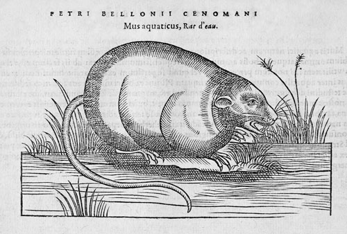 Mus aquaticus Pierre Belon Petri Bellonii Cenomani 500