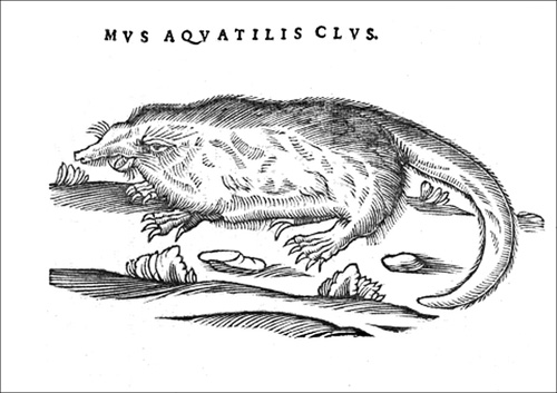 Mus aquatilis Aldrovandi 500