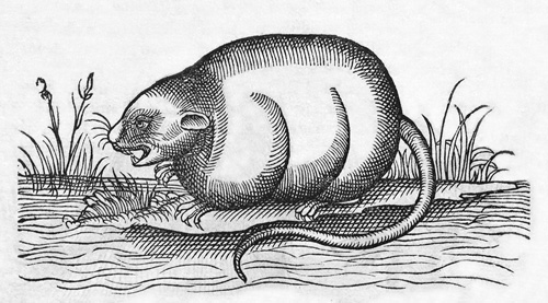 Mus aquatilis Conrad Gessner 500