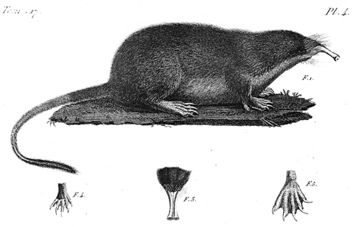 Primer dibujo desmán