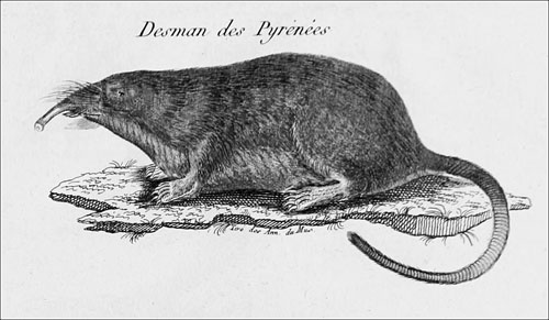 El desman pirenaico de Desmarest_desde orig 1820_redu_500