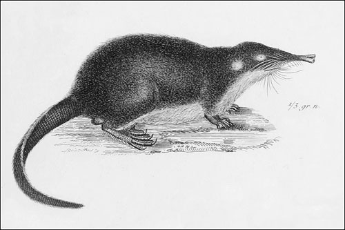 El desmán de Cuvier Iconographie 1928-1844_Mygale moschatus_iconographiedur1182944gu_orig_0041_redu_500