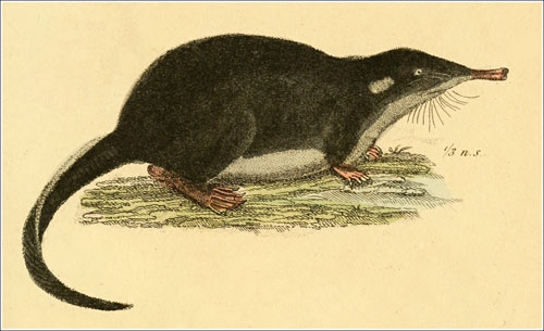 El desmán de Cuvier ver coloreada_redu_500