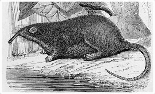 El desmán de los Pirineos de Gervais_01_redu_500