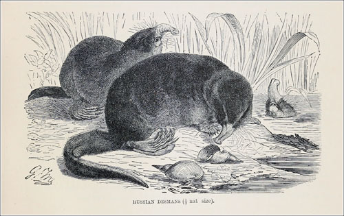 El desmán de Lydekker_redu_500