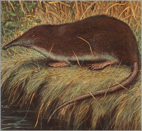 El desmán de Martin_Myogalea pyrenaica 1910_redu_500