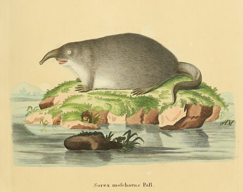 El desmán de Schreber 1774_1846_COPIA_02_redu_500