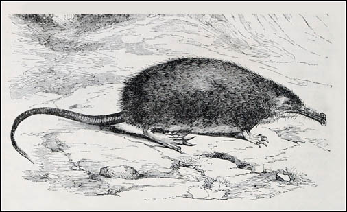 El desmán pyrenaico de Goodrich_500