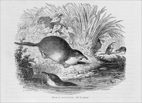 El desmán ruso de Gervais_1854_redu_500