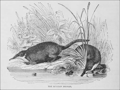 El desmán ruso de Goodrich_redu_500