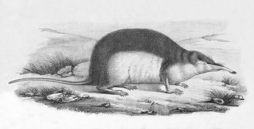 Galemys pyrenaicus Companyo_500