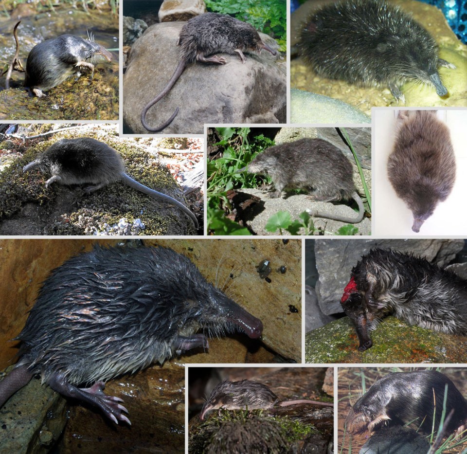 Galemys pyrenaicus desman iberico Pirineos Pyrenees pasatiempos