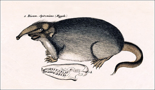 Galemys pyrenaicus Mygale Desmana_01 500