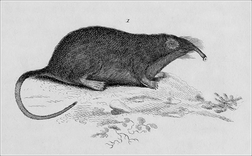 Galemys pyrenaicus Mygale pyrenaica Griffith 1827 500