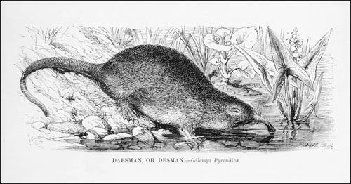 Galemys pyrenaicus Wood JG_500