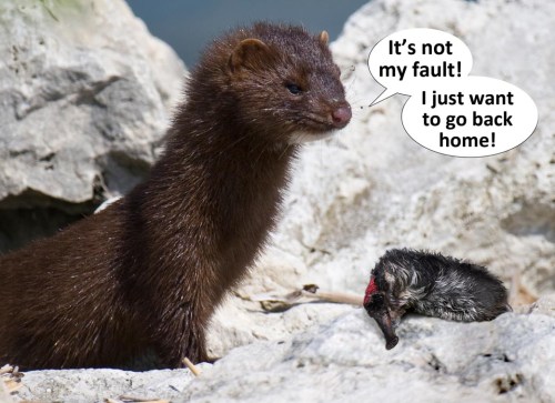 Galemys pyrenaicus versus Neovison vison