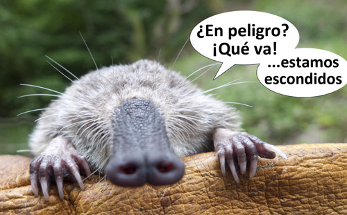 Galemys pyrenaicus despistado