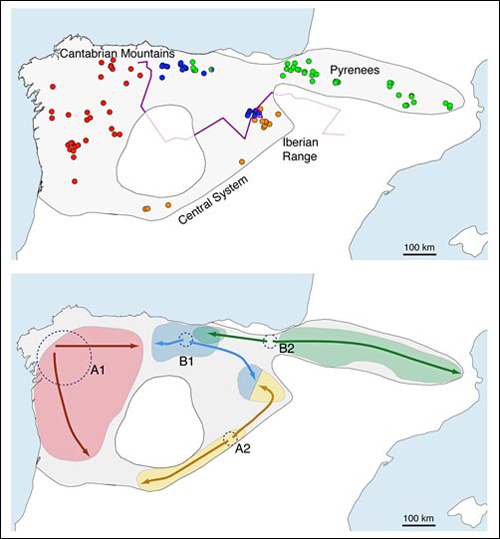FILOGEOGRAFÍA desmán_500_d