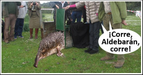 Galemys reintroduction