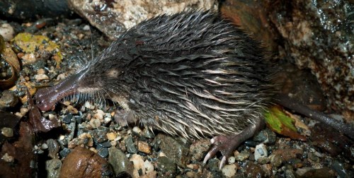 Galemys sin guante amarillo