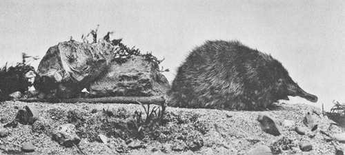 desman bulletin 1878 Trutat_500