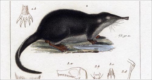 Mygale-moschatus-Cuvier-3_500