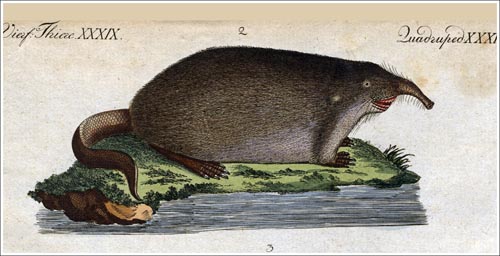 Sorex-moschatus-Bertuch-1_500