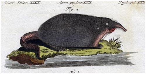 Sorex-moschatus-Bertuch-3_500