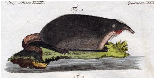 Sorex-moschatus-Bertuch-4_500