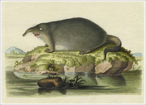 Sorex-moschatus-SCHREBER-2_500