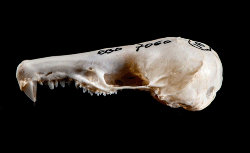 Galemys bailarín_04