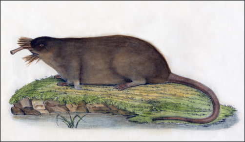 Desman Goldfuss 96 500