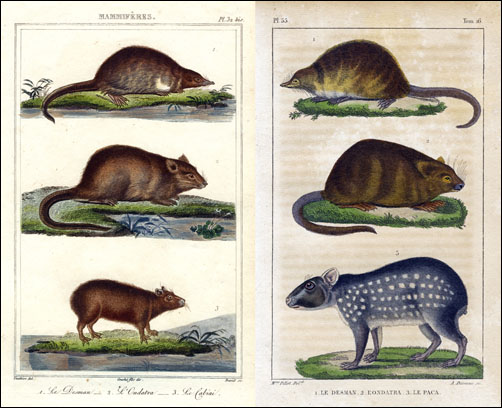 Desman ondatra paca 500