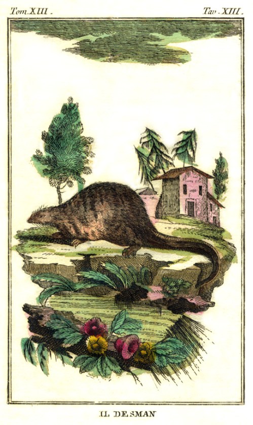 Desman_Buffon_ver ITAL acl_96