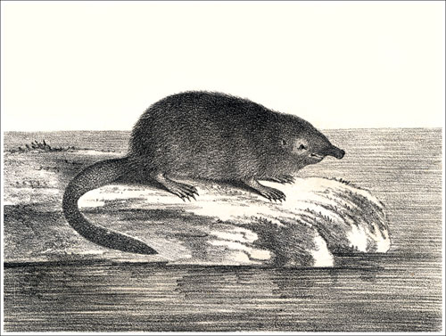 Desman_Donndorff_acl_rec_96_500